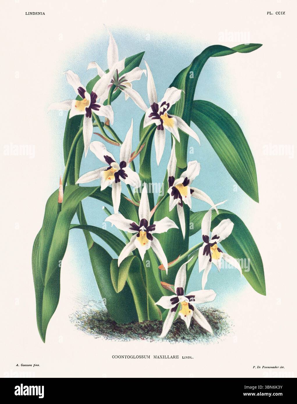 Fleurs d'orchidée illustration d'odontoglossum maxillare. motif floral du xixe siècle. Oeuvre d'art botanique antique de France. CA 1890. Banque D'Images