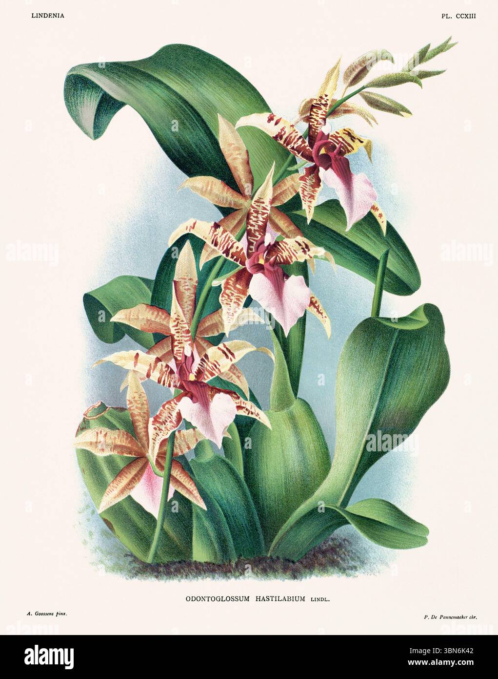 Fleurs d'orchidée illustration d'odontoglossum hastilabium. motif floral du xixe siècle. Oeuvre d'art botanique antique de France. CA 1890. Banque D'Images