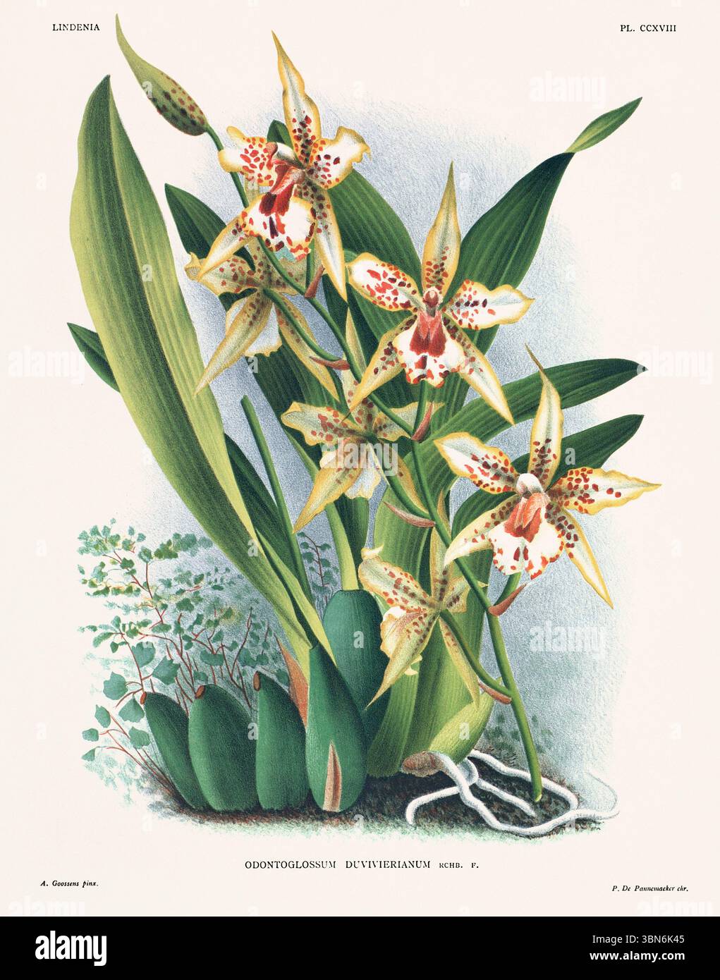 Fleurs d'orchidée illustration d'odontoglossum duvivierianum. motif floral du xixe siècle. Oeuvre d'art botanique antique de France. CA 1890. Banque D'Images