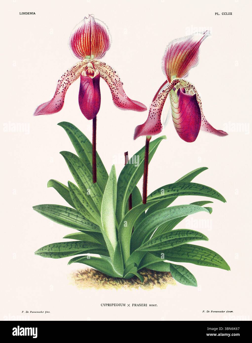 Fleurs d'orchidée illustration de cypripedium. motif floral du xixe siècle. Oeuvre d'art botanique antique de France. CA 1890. Banque D'Images