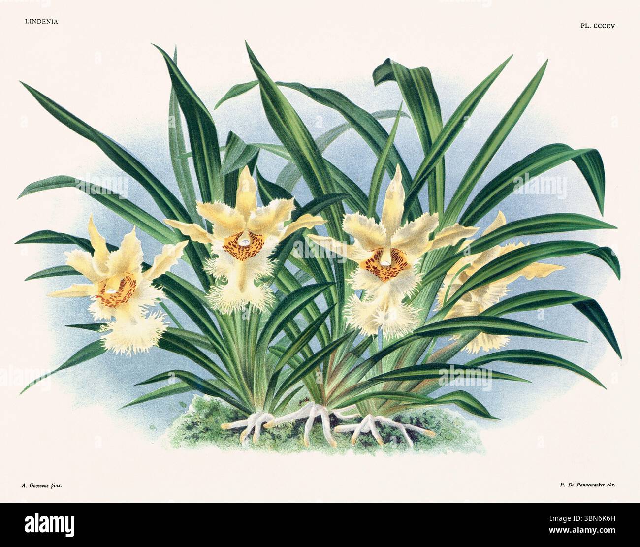 Illustration de fleurs d'orchidée. motif floral du xixe siècle. Oeuvre d'art botanique antique de France. CA 1890. Banque D'Images