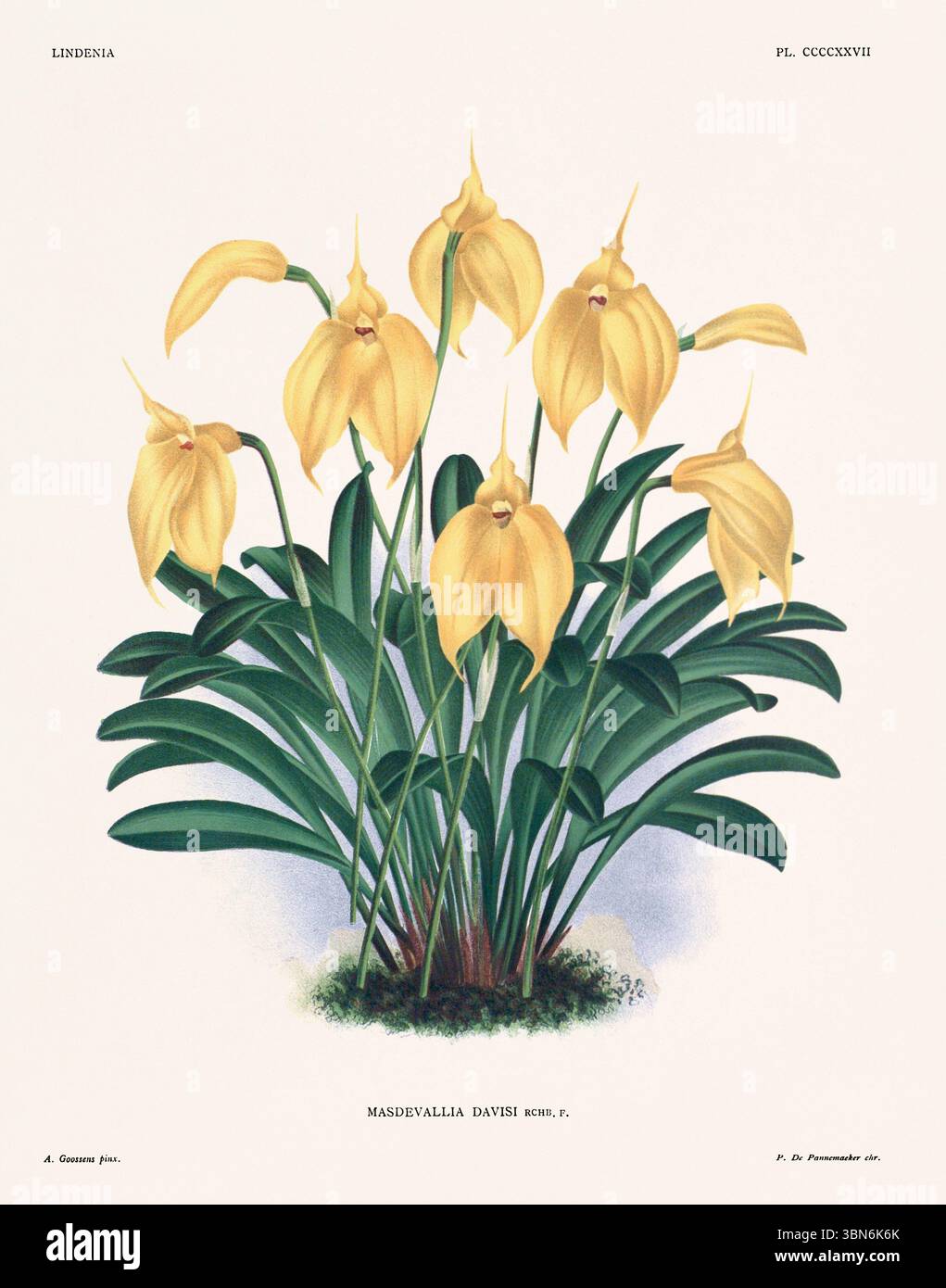 Fleurs d'orchidée illustration de masdevallia davisi. motif floral du xixe siècle. Oeuvre d'art botanique antique de France. CA 1890. Banque D'Images