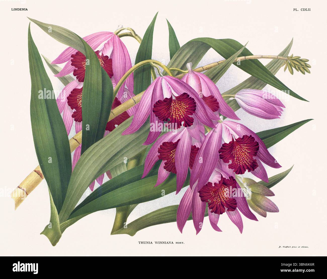 Fleurs d'orchidée illustration de thunia winniana. motif floral du xixe siècle. Oeuvre d'art botanique antique de France. CA 1890. Banque D'Images