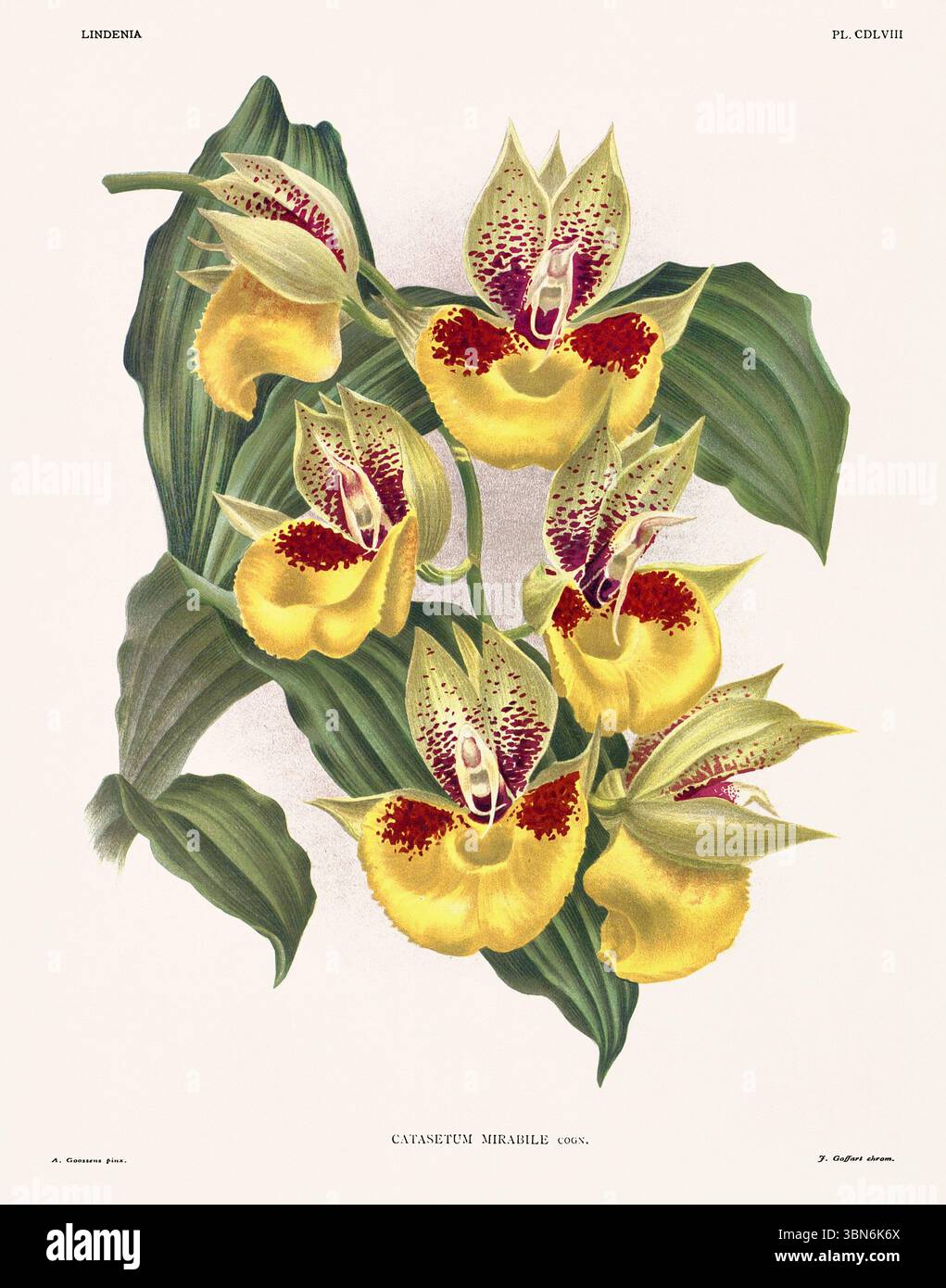 Fleurs d'orchidée illustration de Chaletum mirabile. motif floral du xixe siècle. Oeuvre d'art botanique antique de France. CA 1890. Banque D'Images