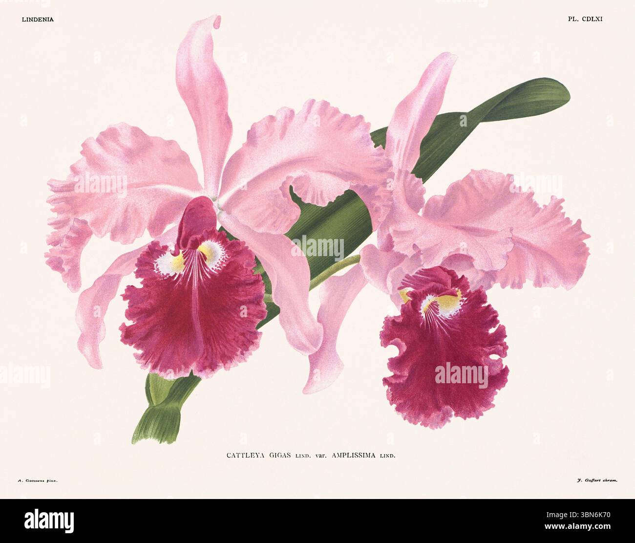 Fleurs d'orchidée illustration de cattleya gigas. motif floral du xixe siècle. Oeuvre d'art botanique antique de France. CA 1890. Banque D'Images