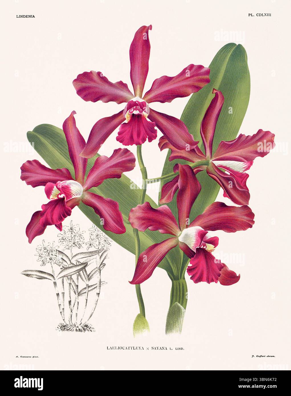 Fleurs d'orchidée illustration de laeliocattleya. motif floral du xixe siècle. Oeuvre d'art botanique antique de France. CA 1890. Banque D'Images