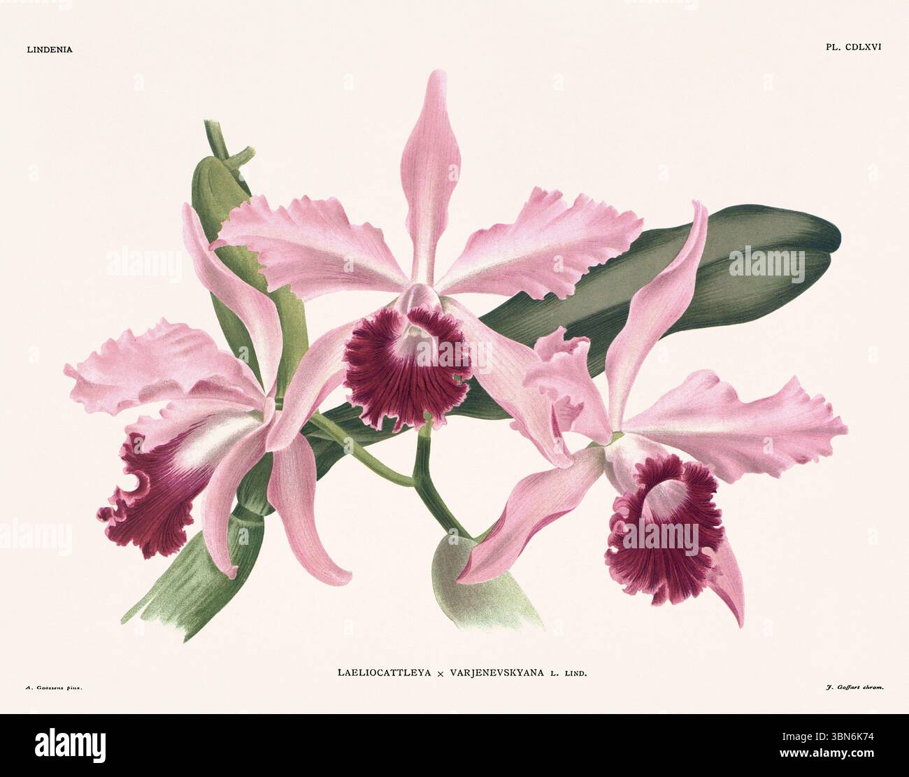 Fleurs d'orchidée illustration de laeliocattleya. motif floral du xixe siècle. Oeuvre d'art botanique antique de France. CA 1890. Banque D'Images