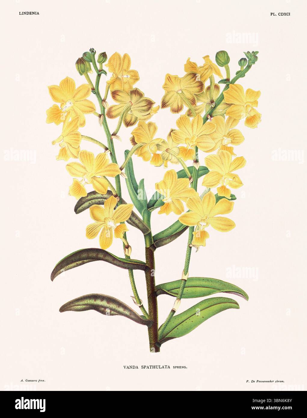 Fleurs d'orchidée illustration de vanda spathulata. motif floral du xixe siècle. Oeuvre d'art botanique antique de France. CA 1890. Banque D'Images