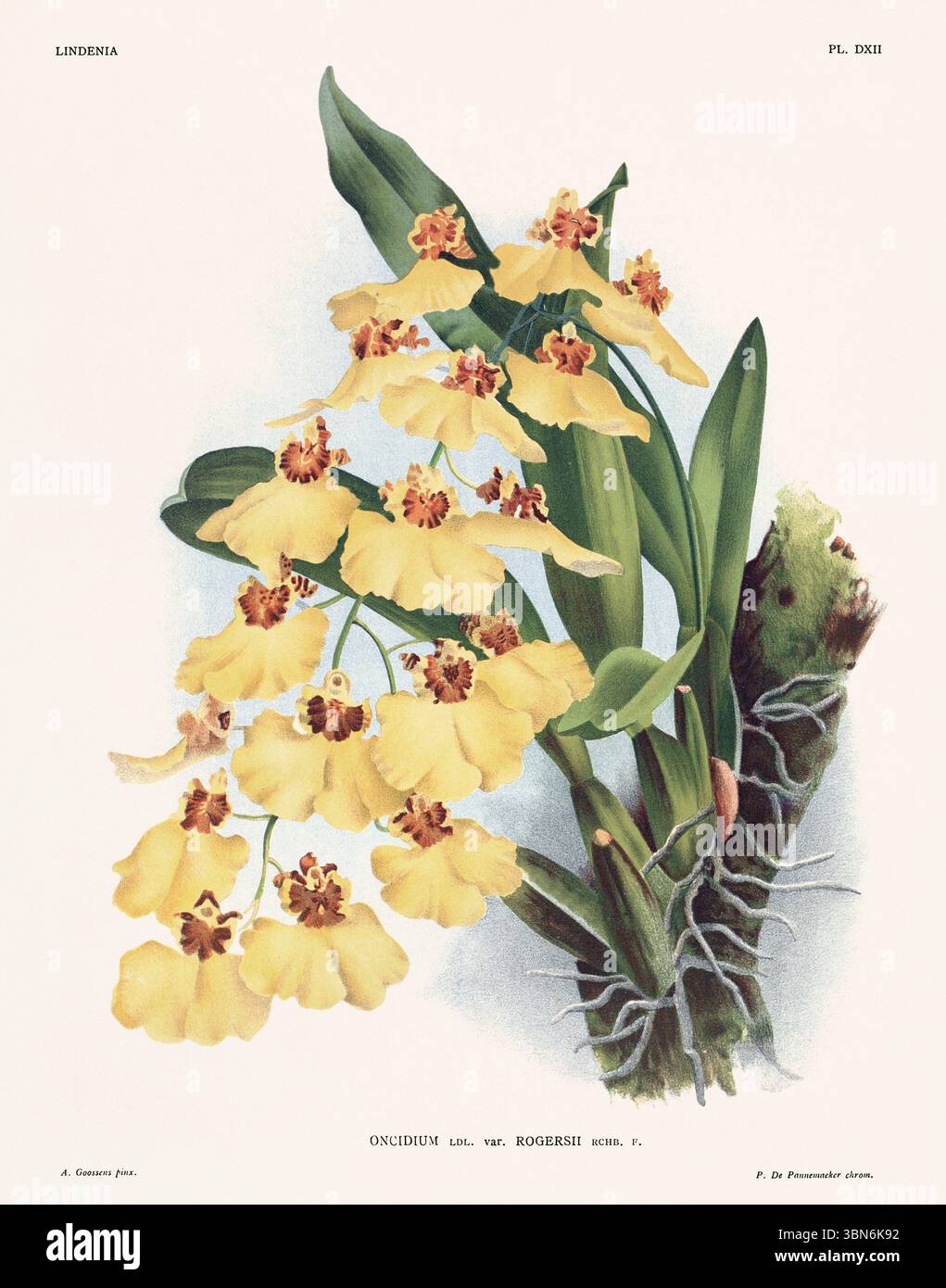 Fleurs d'orchidée illustration d'oncidium. motif floral du xixe siècle. Oeuvre d'art botanique antique de France. CA 1890. Banque D'Images