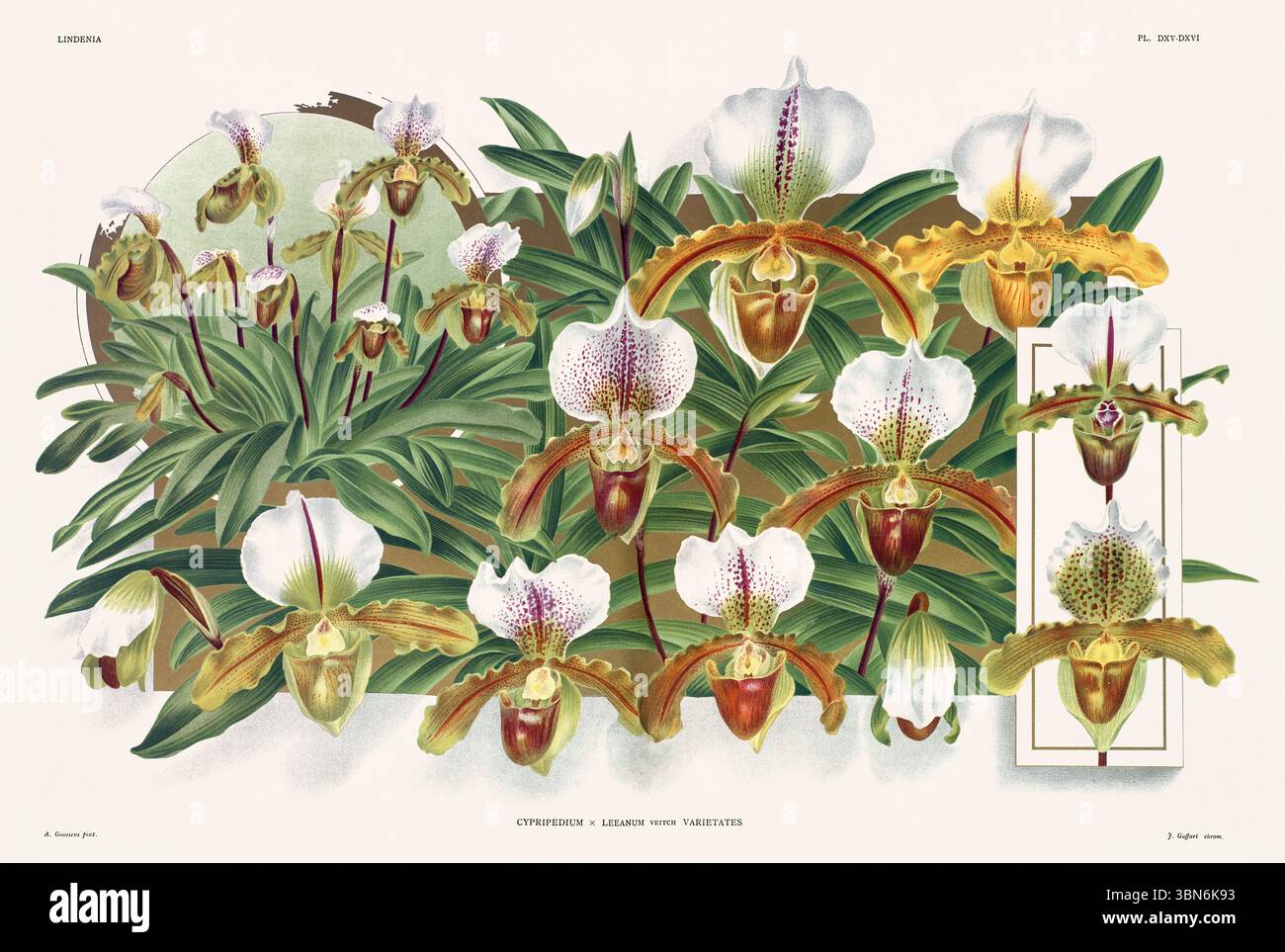 Illustration de fleurs d'orchidée de Cypripediums. motif floral du xixe siècle. Oeuvre d'art botanique antique de France. CA 1890. Banque D'Images