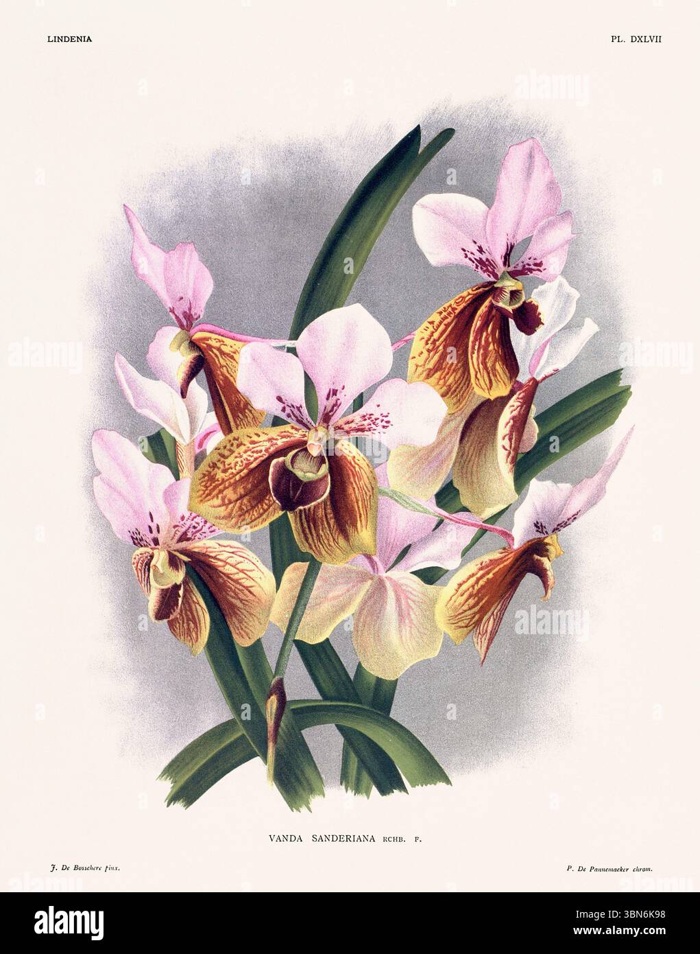 Fleurs d'orchidée illustration de vanda sanderiana. motif floral du xixe siècle. Oeuvre d'art botanique antique de France. CA 1890. Banque D'Images