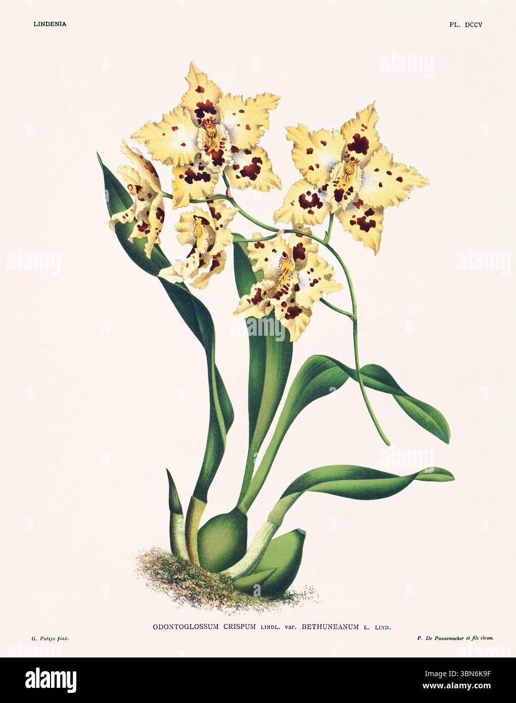 Fleurs d'orchidée illustration d'odontoglossum crispum. motif floral du xixe siècle. Oeuvre d'art botanique antique de France. CA 1890. Banque D'Images