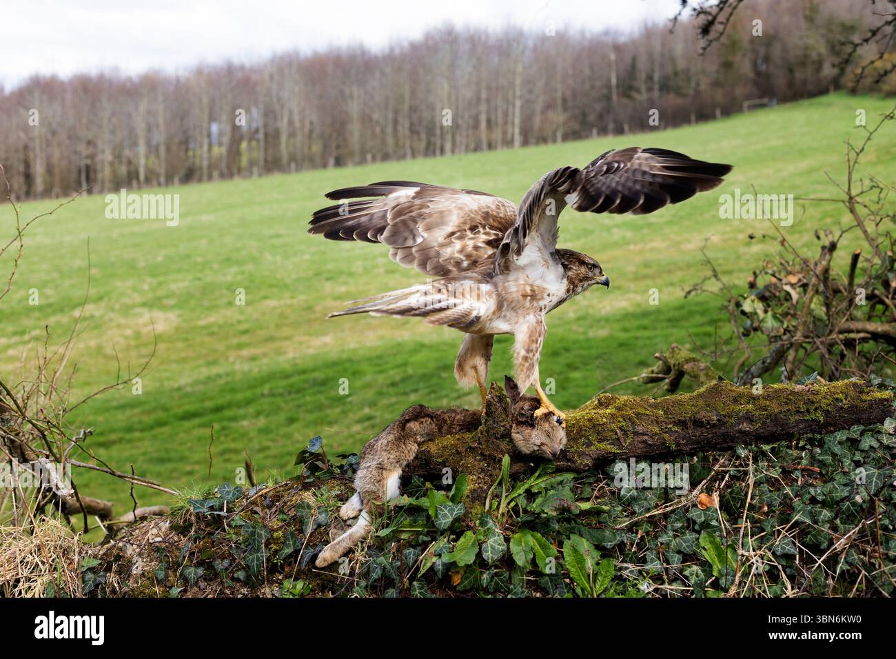 Une buzzard avec des restes de lapin, Devon, royaume-uni Banque D'Images
