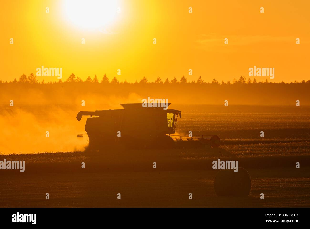 Petersdorf, Allemagne. 30 juin 2025. Un agriculteur récolte de l'orge avec sa moissonneuse-batteuse tard dans la soirée au coucher du soleil dans un champ du district d'Oder-Spree, dans l'est du Brandebourg. La récolte des céréales commence actuellement sur les champs en Allemagne. Crédit : Patrick Pleul/dpa/Alamy Live News Banque D'Images