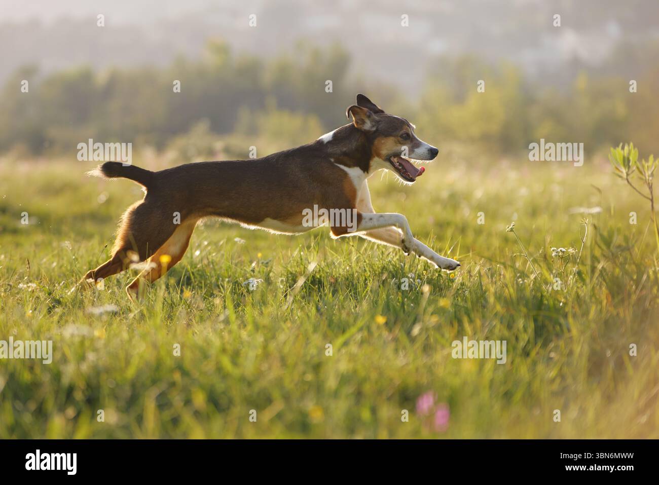 Un chien brun et blanc saute au-dessus de l'herbe verte, les quatre pattes au-dessus du sol. Banque D'Images