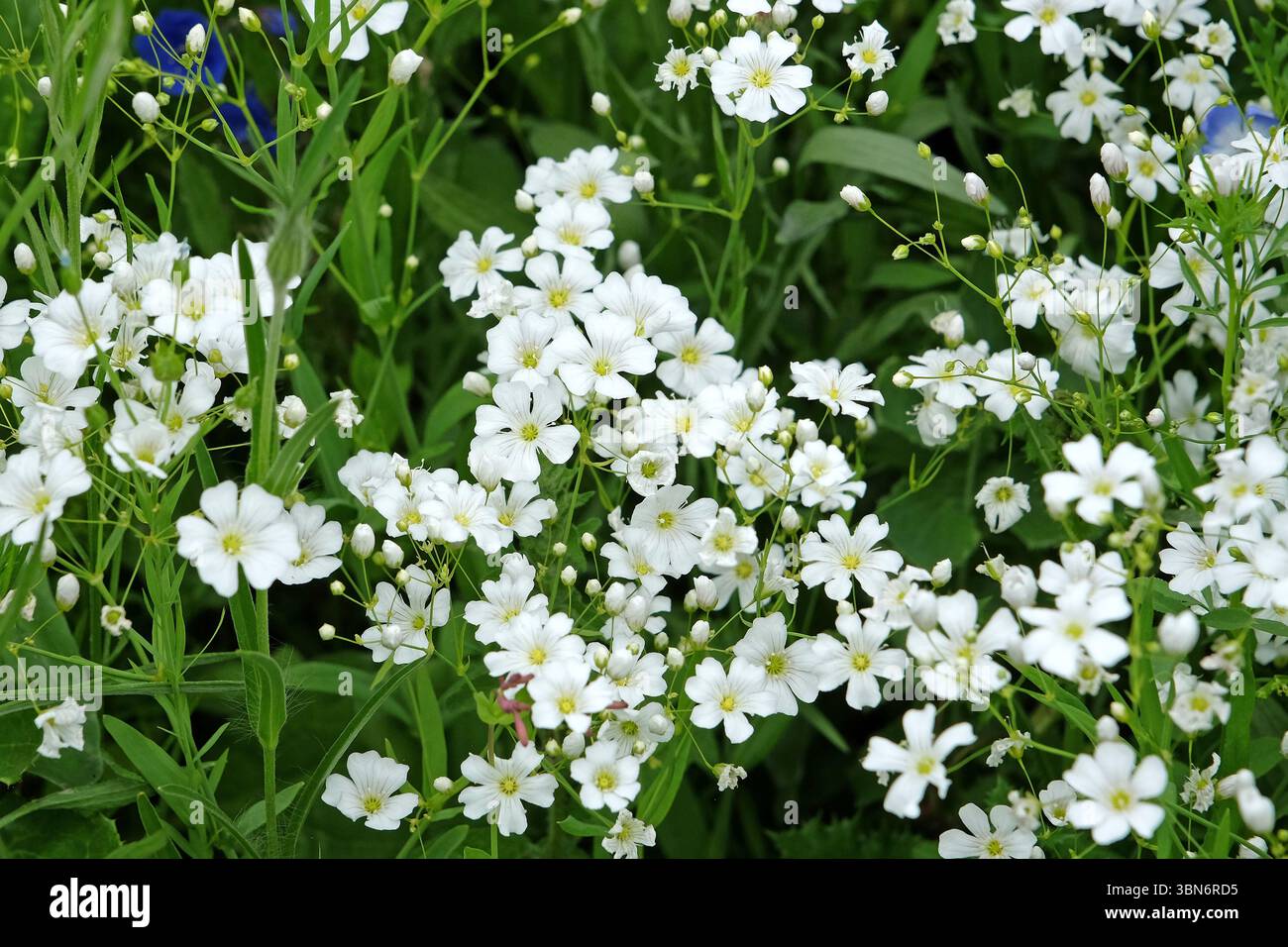 Fleur sauvage blanche Gypsophila elegans, souffle annuel de bébé, en fleur. Banque D'Images