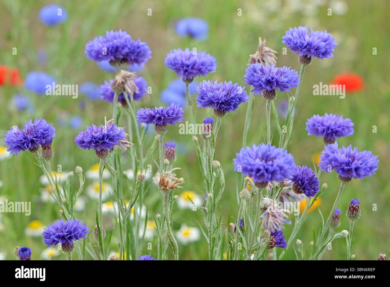 Fleur sauvage bleue, Centaurea cyanus, également connue sous le nom de bleuet, ou boutons de célibataire, en fleur. Banque D'Images