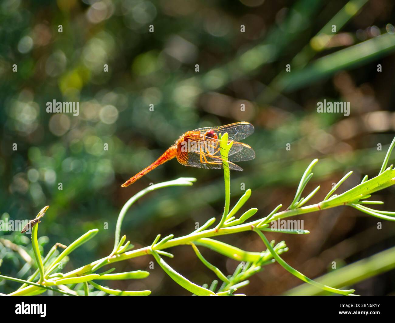 Saintes-Maries-de-la-mer, Camargue, France - 11 août 2018. Libellule écarlate, ou Crocothemis erythraea, reposant sur une petite branche d'une plante dans le Banque D'Images