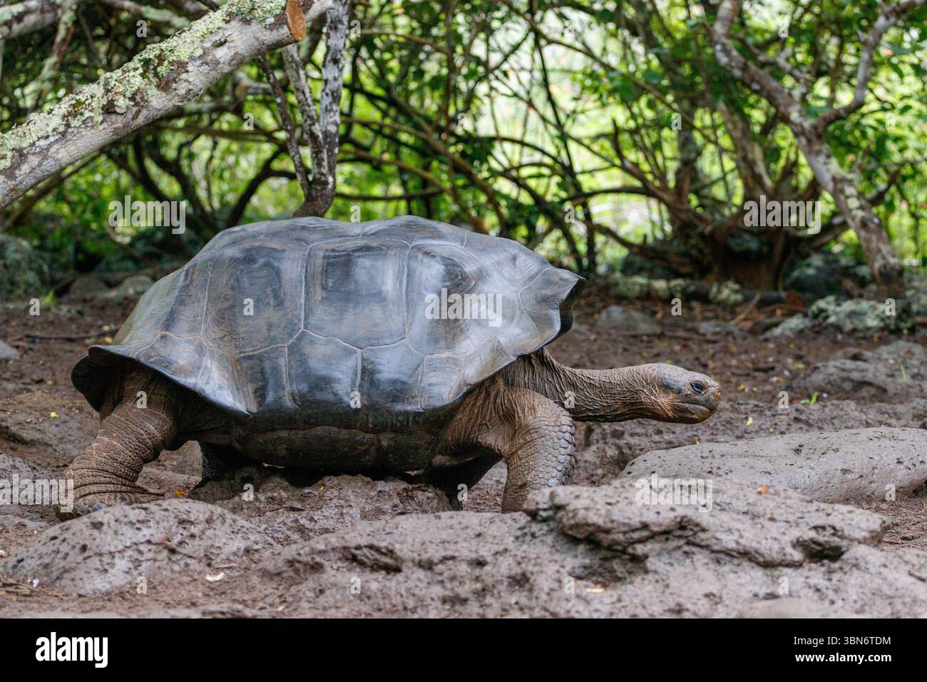Tortue géante endémique des Galapagos sur un paysage herbeux avec la tête haute sur l'île Galapagos de Santa Cruz, Équateur, Amérique du Sud. Banque D'Images Tortue géante endémique des Galapagos sur un paysage herbeux avec la tête haute sur l'île Galapagos de Santa Cruz, Équateur, Amérique du Sud. Banque D'Images