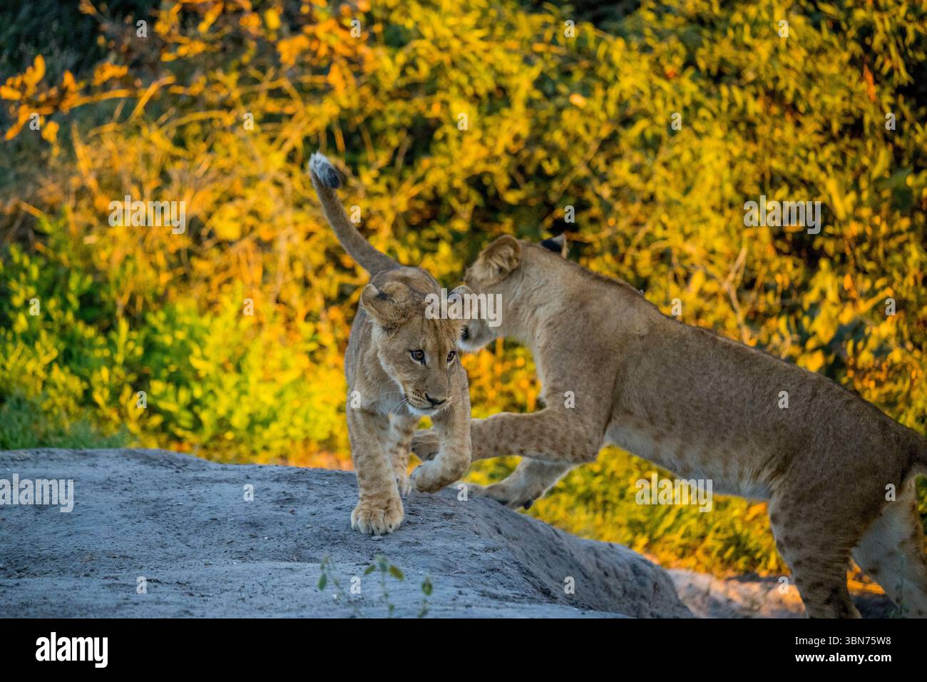 Des lionidés (Panthera Leo) en jeu dans la région de Savuti dans le parc national de Chobe, Botswana. Banque D'Images