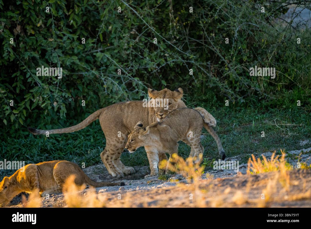 Des lionidés (Panthera Leo) en jeu dans la région de Savuti dans le parc national de Chobe, Botswana. Banque D'Images