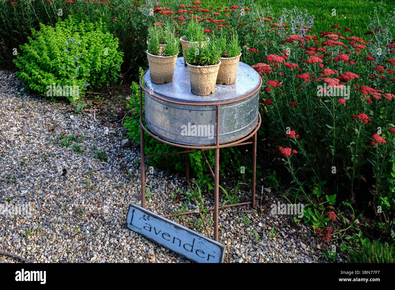 Cinq plantes de lavande en pot reposent sur une table galvanisée rustique au milieu d'un jardin fleuri coloré. Un signe de lavande se trouve à la base, Banque D'Images