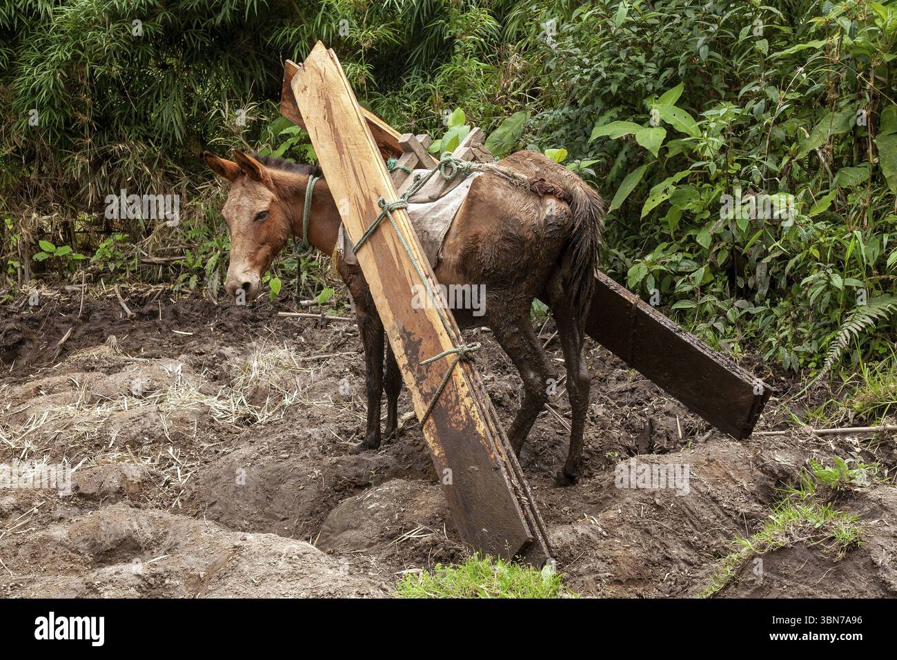 Cheval de trait, cheval portant des planches en bas d'une montagne, province d'Imbabura, Équateur, Amérique du Sud Banque D'Images