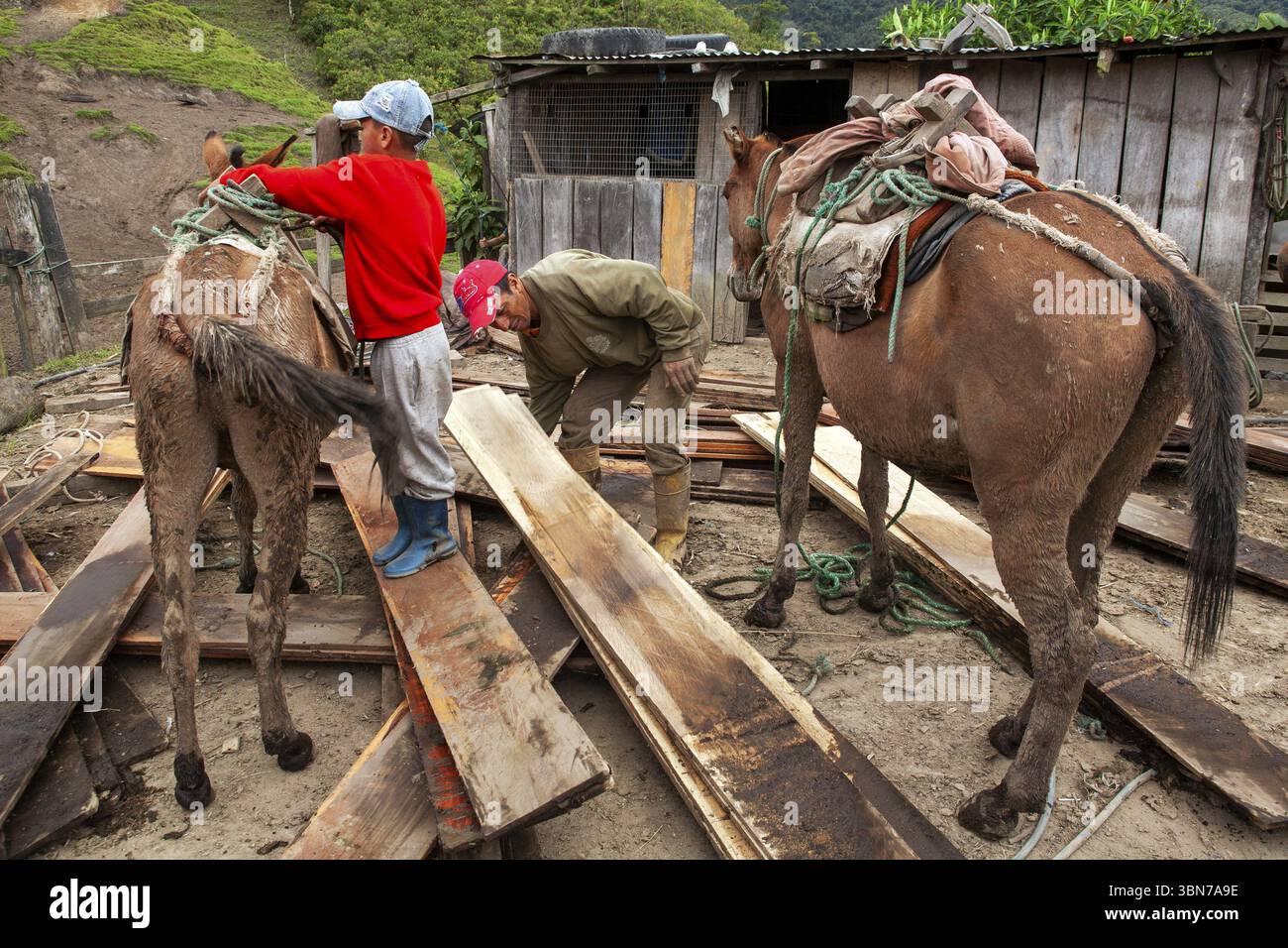 Chevaux de trait et homme, homme déchargeant un cheval de trait chargé de planches, province d'Imbabura, Équateur, Amérique du Sud Banque D'Images