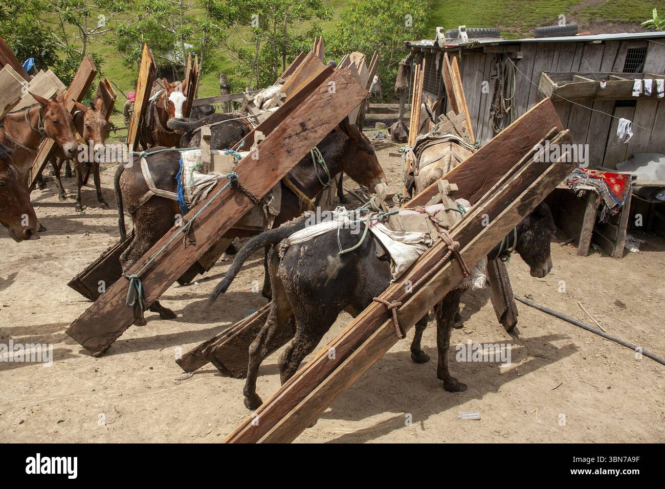 Mules de trait et chevaux, chevaux et mules chargés de planches à la destination finale, province d'Imbabura, Équateur, Amérique du Sud Banque D'Images