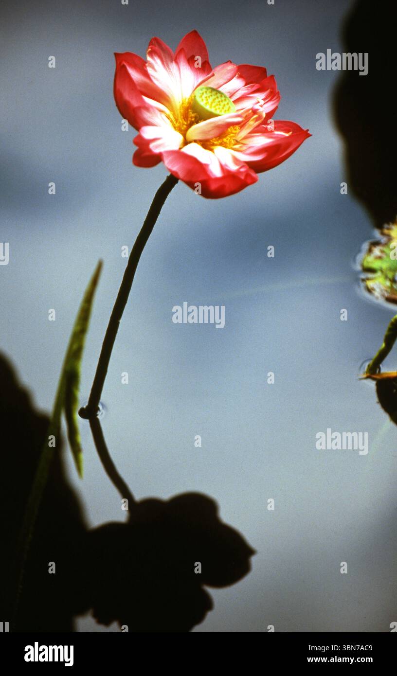Blooming Lotus Flower Reflection on Calm Water - esthétique zen minimaliste Banque D'Images