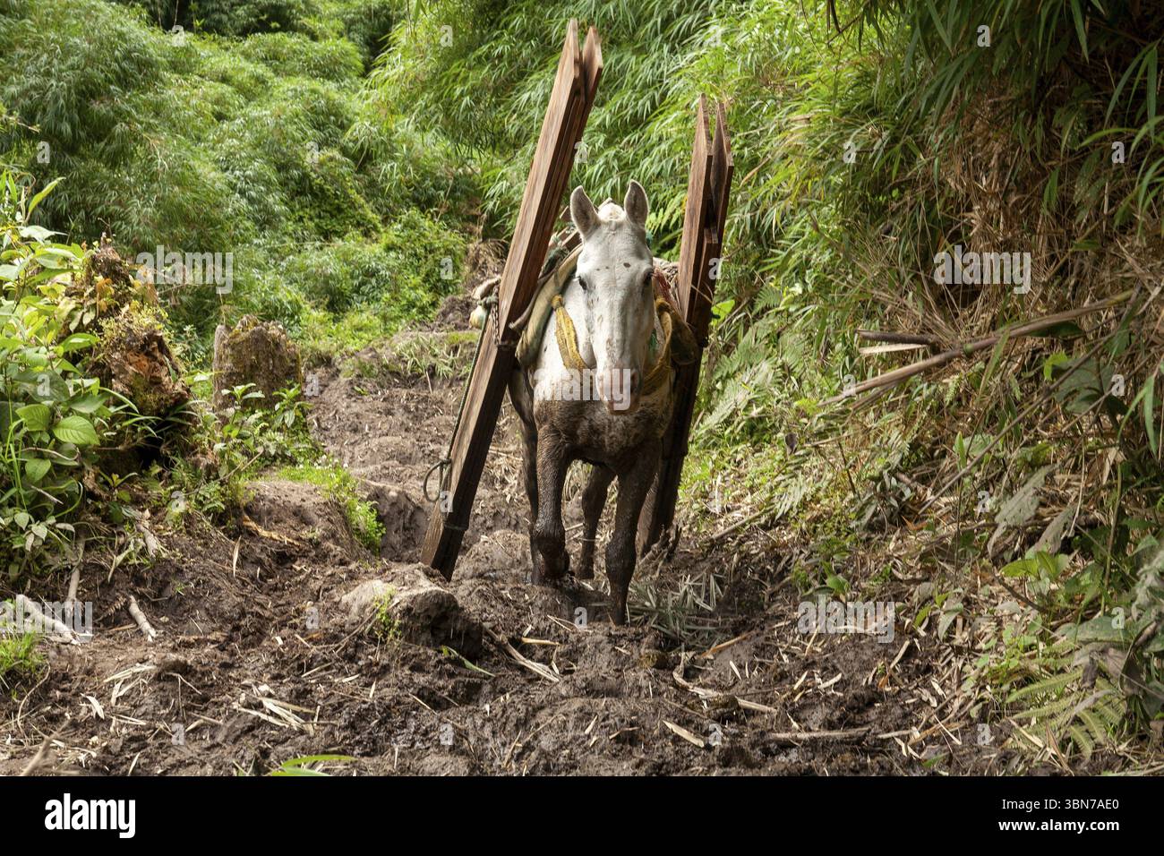 Cheval de trait, cheval portant des planches en bas d'une montagne, province d'Imbabura, Équateur, Amérique du Sud Banque D'Images
