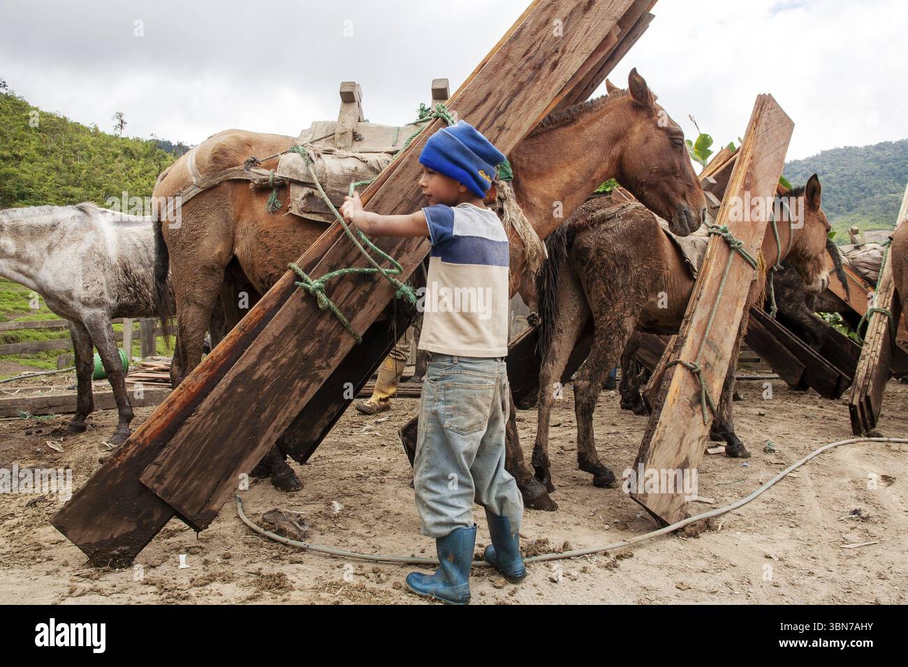 Chevaux de trait et gosse, gosse déchargeant un cheval de trait chargé de planches, province d'Imbabura, Équateur, Amérique du Sud Banque D'Images