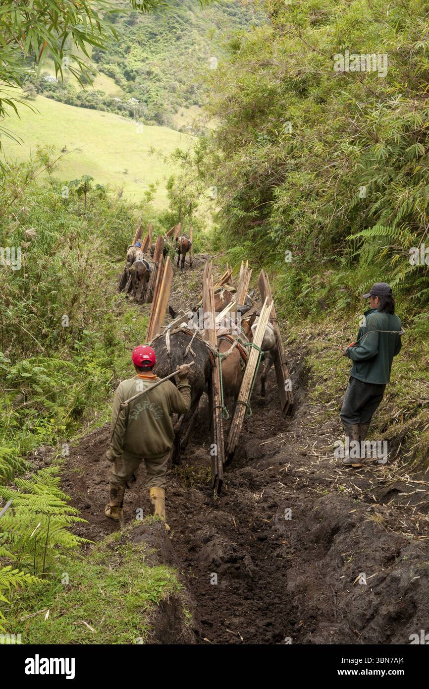 Chevaux de trait et hommes, chevaux portant des planches en bas d'une montagne, province d'Imbabura, Équateur, Amérique du Sud Banque D'Images