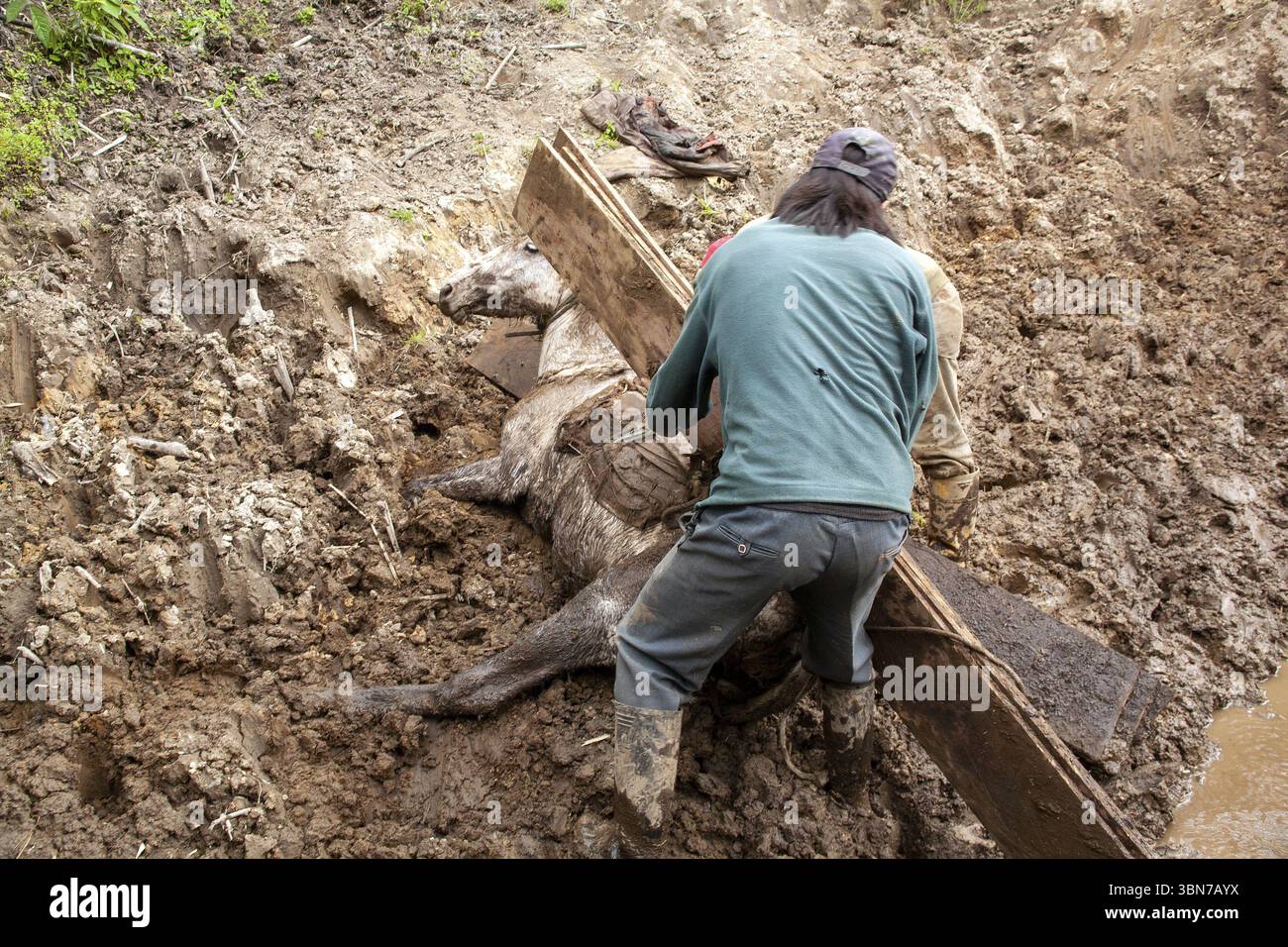Cheval de trait et l'homme, l'homme déchargent un cheval qui est tombé à cause d'une lourde charge de planches, province d'Imbabura, Équateur, Amérique du Sud Banque D'Images