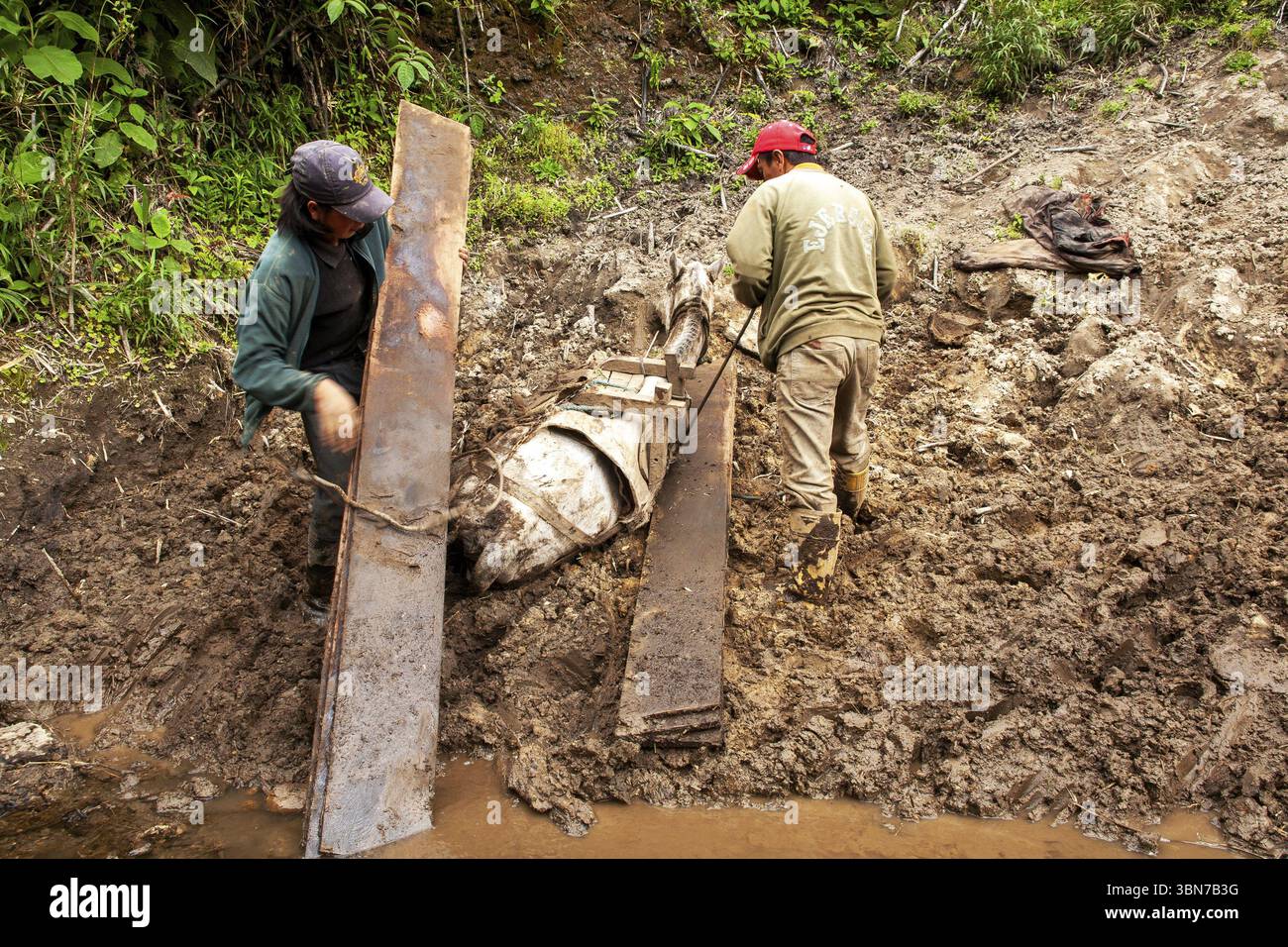 Cheval de trait et hommes, les hommes déchargent un cheval tombé à cause d'une lourde charge de planches, province d'Imbabura, Équateur, Amérique du Sud Banque D'Images