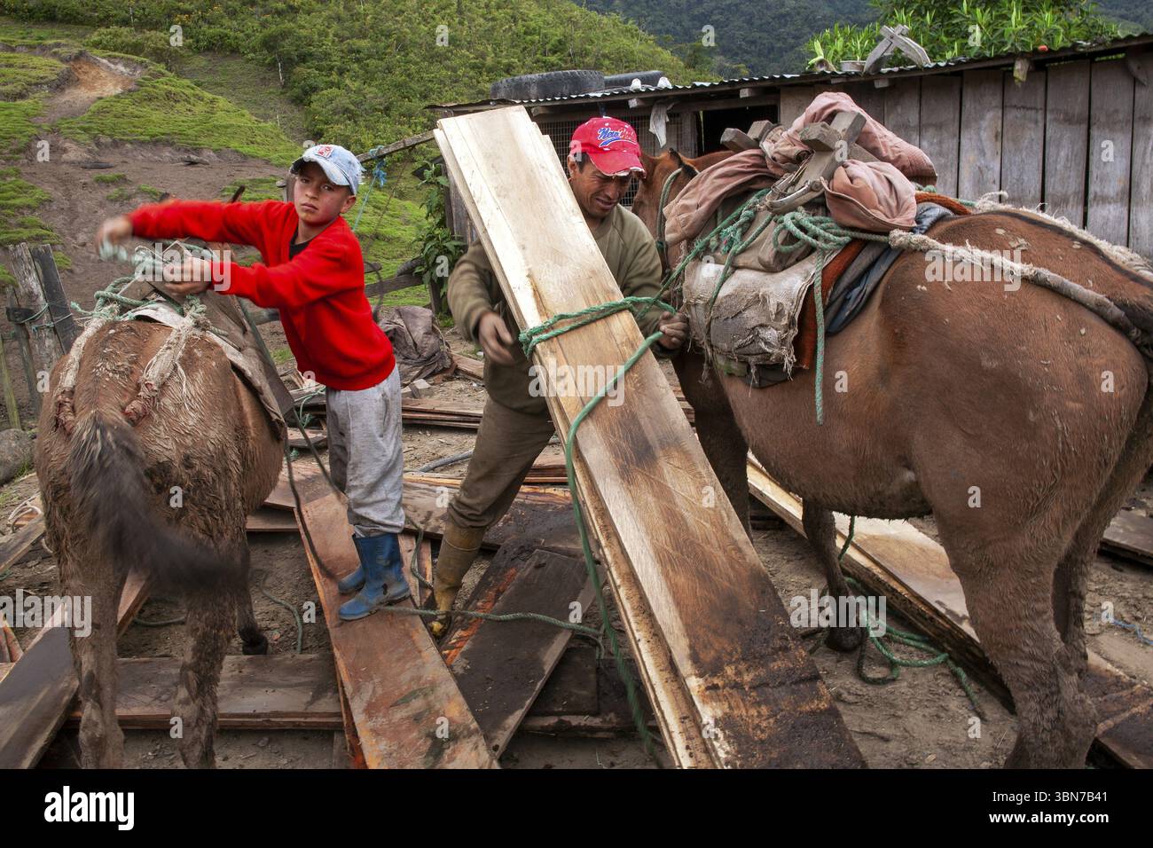 Chevaux de trait et homme, homme déchargeant un cheval de trait chargé de planches, province d'Imbabura, Équateur, Amérique du Sud Banque D'Images