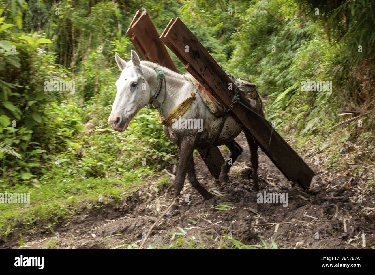 Cheval de trait, cheval portant des planches en bas d'une montagne, province d'Imbabura, Équateur, Amérique du Sud Banque D'Images