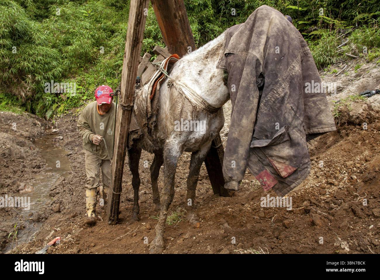 Cheval de trait et homme, Un homme charge des planches sur un cheval de trait après qu'il ait été remis sur ses pieds suite à un accident, province d'Imbabura, Équateur, Sud Banque D'Images