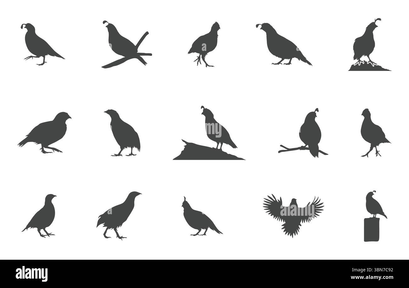 Oiseau de caille svg, silhouette d'oiseau de caille, svg de caille, silhouette de caille Bobwhite, vecteur de caille, silhouette de caille Bobwhite. Illustration de Vecteur