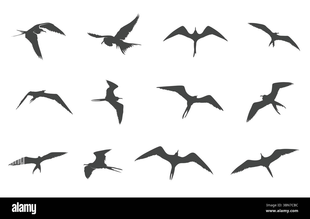 Grande frégate svg, grande silhouette de frégate, frégate oiseau svg, magnifique frégate oiseau svg, silhouette d'oiseau de frégate, grand clipart d'oiseau de frégate Illustration de Vecteur