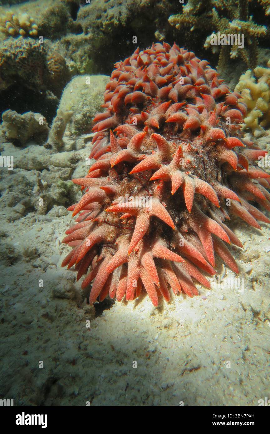 Gros plan d'un concombre de mer d'ananas (Thelenota ananas) sur le fond du récif près du corail, dans les eaux tropicales peu profondes de l'Indonésie Banque D'Images