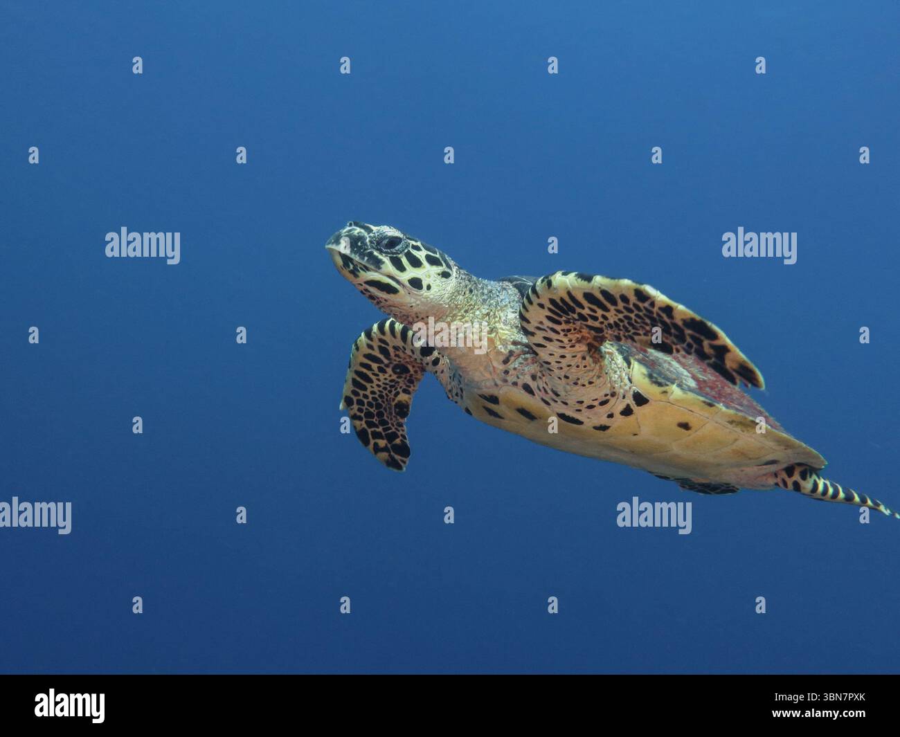 Tortue de mer faucon (Eretmochelys imbricata) nageant en eau bleue au large de la côte de l'île de Weh, Sumatra, Indonésie Banque D'Images