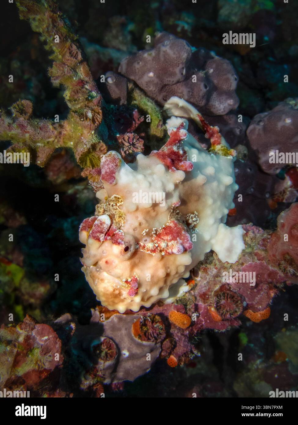 Poisson-grenouille verruqueux (Antennarius maculatus) camouflé sur un récif corallien coloré, photographié au large de Weh Island, Sumatra, Indonésie Banque D'Images