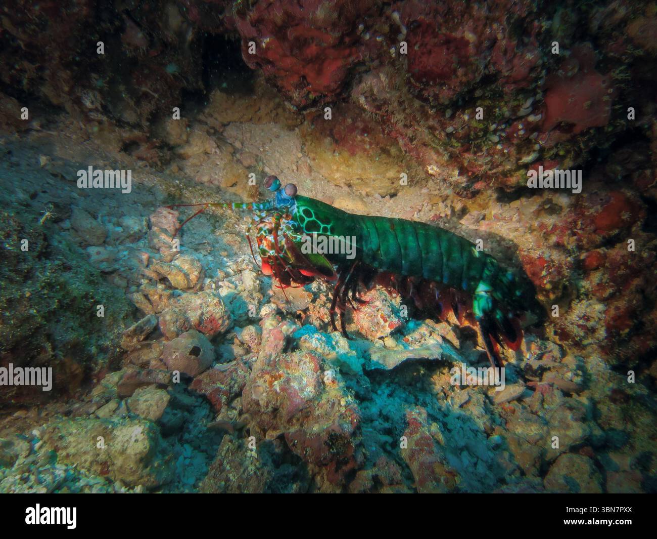 La crevette colorée de la mante du paon (Odontodactylus scyllarus) marchant sur le récif corallien des fonds marins dans les eaux tropicales de l'Indonésie Banque D'Images