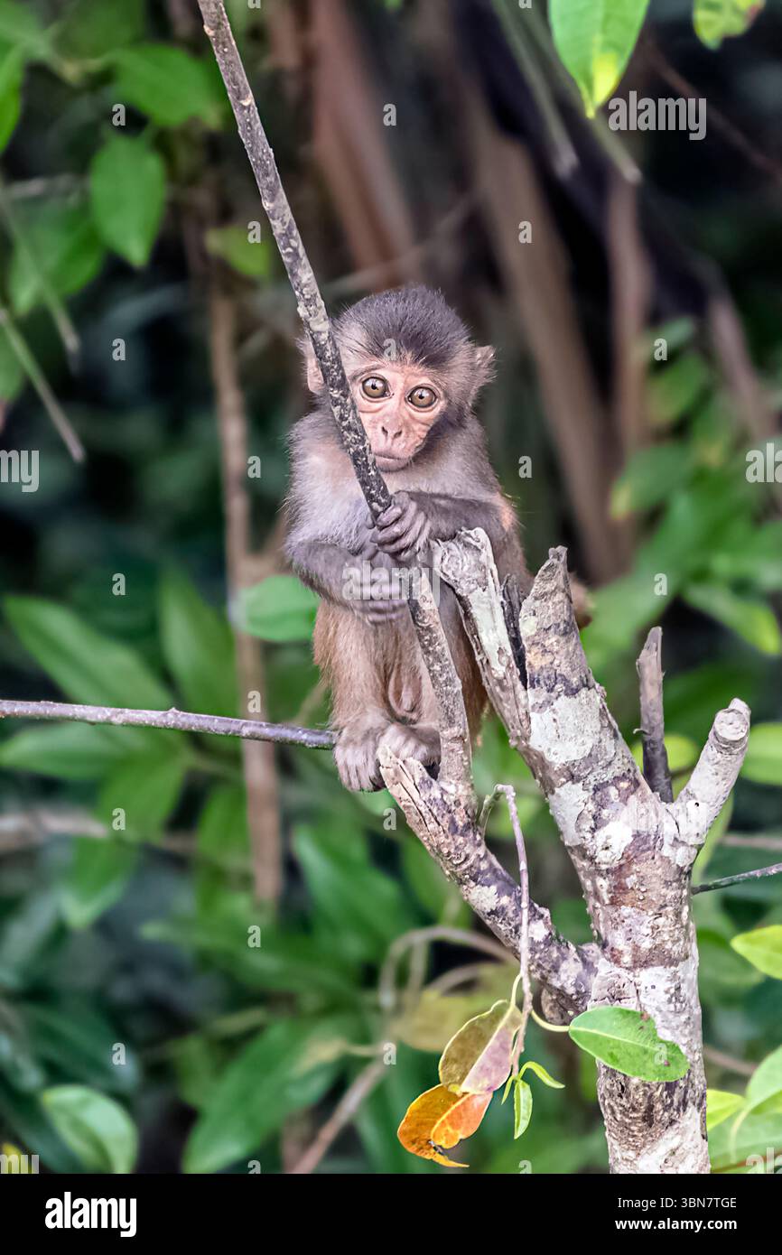 Un jeune singe s'accroche à une branche d'arbre, observant curieusement ses environs dans une forêt verdoyante et vibrante. Banque D'Images