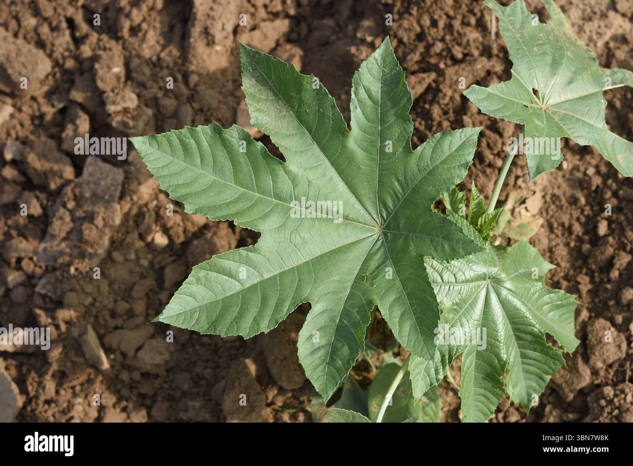 Cette image montre la feuille du ricin (Ricinus communis), poussant dans un champ cultivé avec un sol brun visible. La plante de ricin est connue pour Banque D'Images
