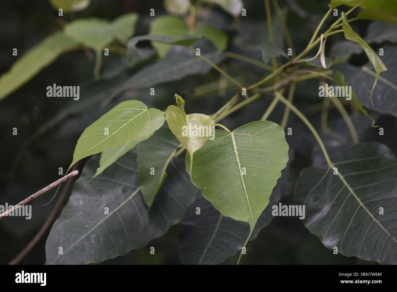 Ceci est une photographie rapprochée de feuilles d'arbre Peepal (Ficus religiosa), également connu sous le nom de Fig sacrée en forme de coeur avec de longues pointes effilées Banque D'Images