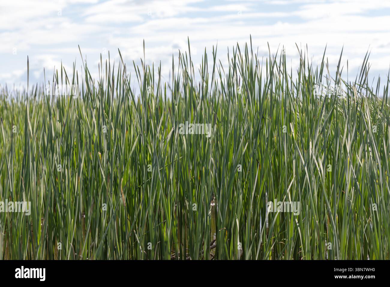 Les herbes hautes denses prospèrent dans une zone humide naturelle vivante sous un ciel ensoleillé, créant une atmosphère sereine. La verdure vibrante complète la partia Banque D'Images