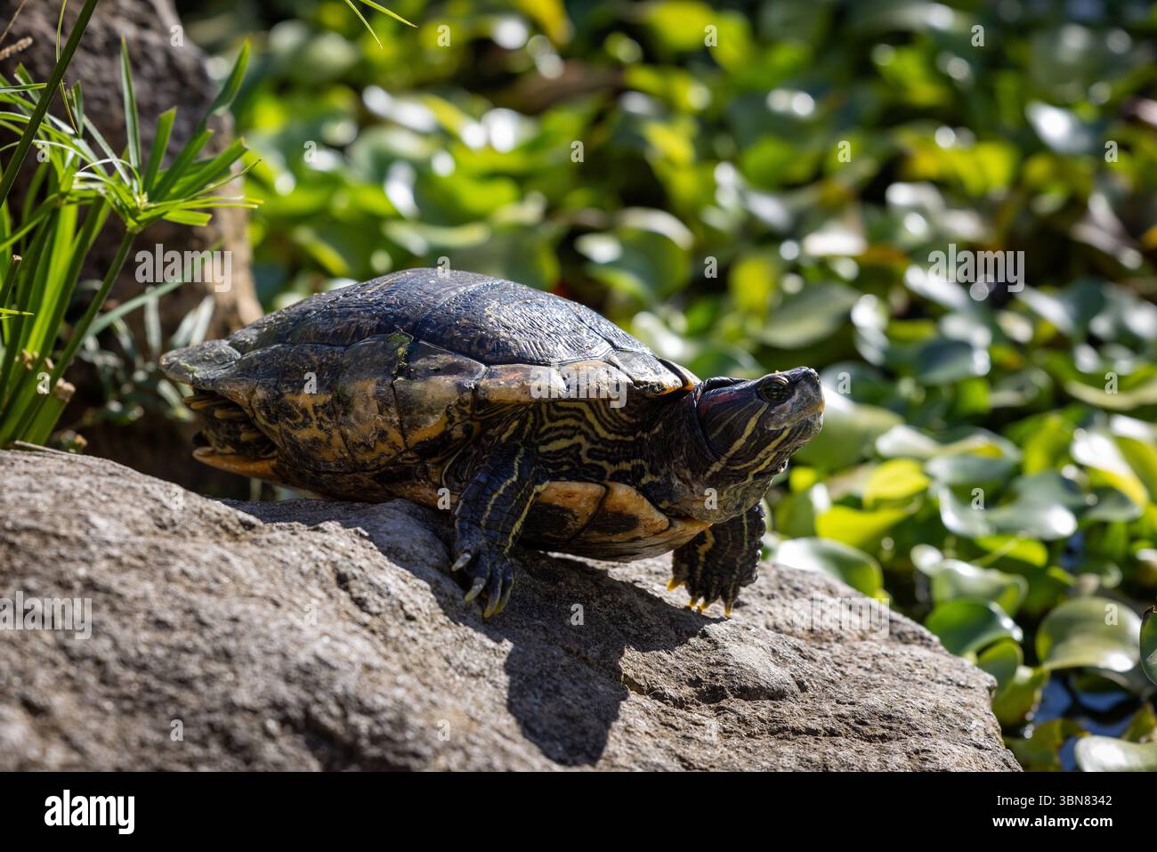 Tortue bronzante dans un jardin à Windwardside, Saba, petites Antilles Banque D'Images