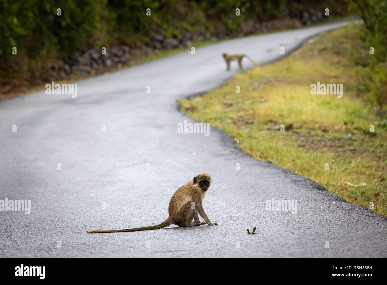 Singe vert traversant la route vers pic Paradis, Saint Martin, petites Antilles Banque D'Images
